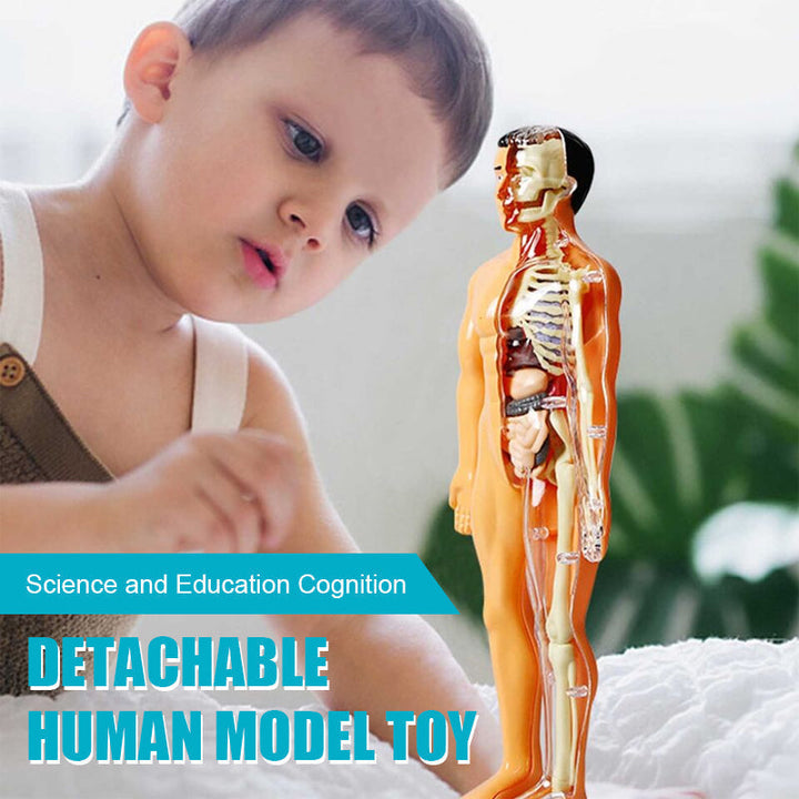 Detachable human model toy – Funluluu