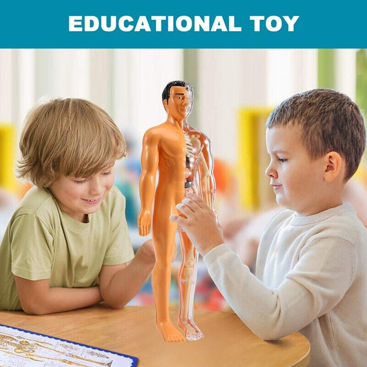 Detachable human model toy – Funluluu