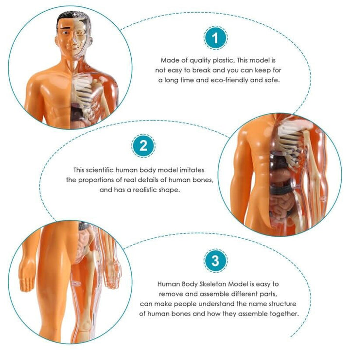 Detachable human model toy – Funluluu