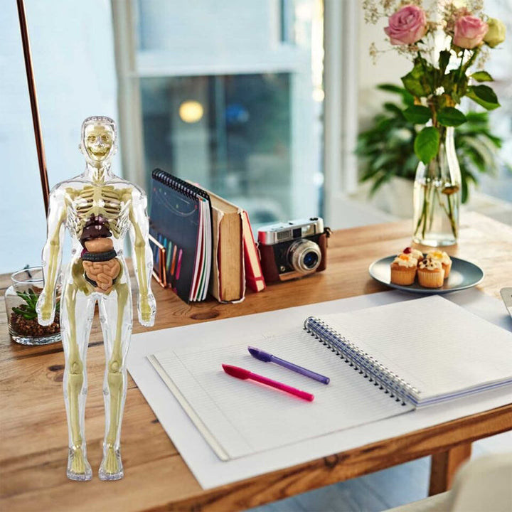 Detachable human model toy – Funluluu